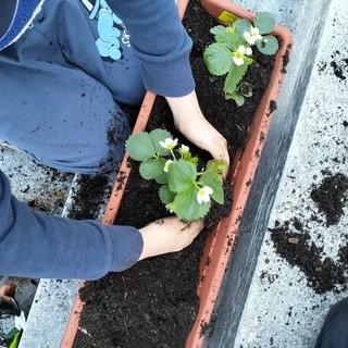 Alla scuola primaria di Isola, nella Giornata della Terra, si piantano fragole e si coltiva insalata [FOTO]