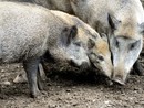 In Piemonte triplicati gli abbattimenti di cinghiali