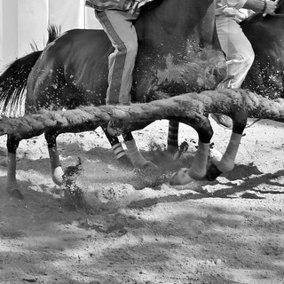 Cavalli al canapo (MerfePhoto)