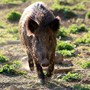 Prolungato di un mese il calendario di caccia al cinghiale