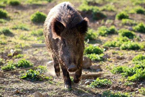 Prolungato di un mese il calendario di caccia al cinghiale