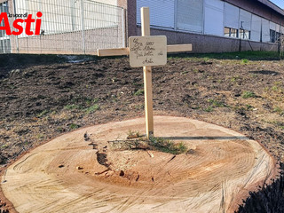 L'albero abbattuto con la croce a ricordo (Merphefoto)