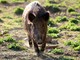 Prolungato di un mese il calendario di caccia al cinghiale