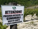 Peste suina, Coldiretti: &quot;Pochi abbattimenti di cinghiali, emergenza senza fine&quot;