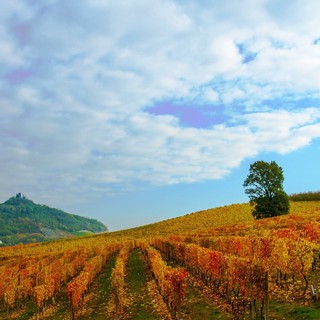 Bando SRD 03: opportunità di finanziamento per la diversificazione delle aziende agricole nelle terre astigiane