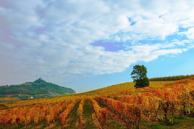 Bando SRD 03: opportunità di finanziamento per la diversificazione delle aziende agricole nelle terre astigiane