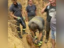 Cane finisce nella tana di una volpe. I vigili del fuoco lo liberano dopo ore