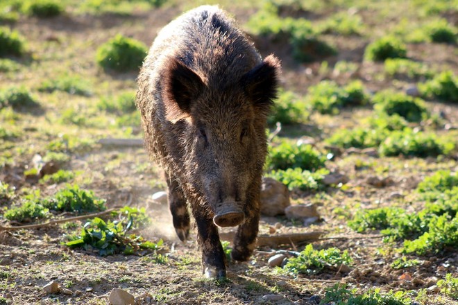 Regione Piemonte: 900mila euro per la caccia e proroga per il contenimento del cinghiale