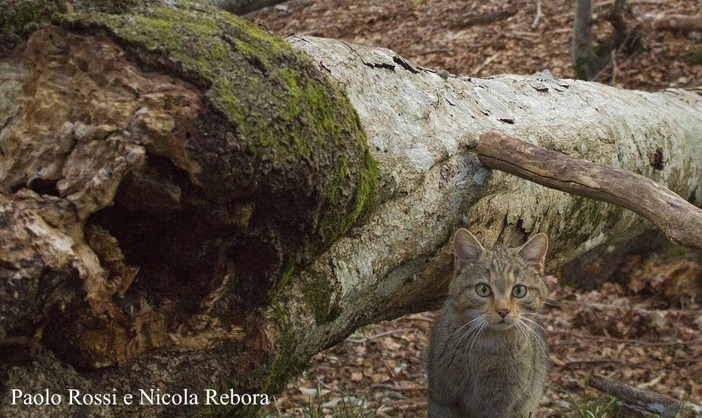 Il ritorno del gatto selvatico in Piemonte: una serata per scoprire la magia della natura