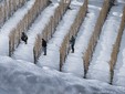 Langhe di Enzo Massa