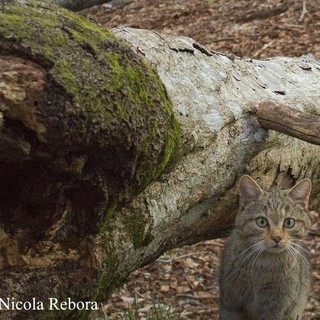 Il ritorno del gatto selvatico in Piemonte: una serata per scoprire la magia della natura