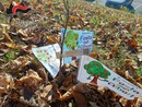 I carabinieri forestali celebrano la festa dell'albero in 4 istituti astigiani