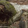 Il ritorno del gatto selvatico in Piemonte: una serata per scoprire la magia della natura