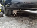 I Vigili del Fuoco di Nizza salvano un gattino incastrato nel vano motore di un'auto