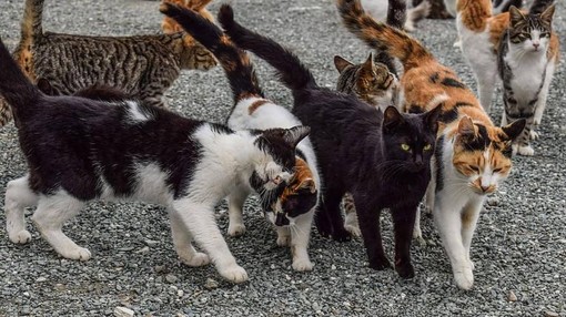 Finanziati 25 progetti per gatti randagi e colonie feline