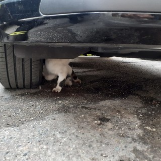 I Vigili del Fuoco di Nizza salvano un gattino incastrato nel vano motore di un'auto