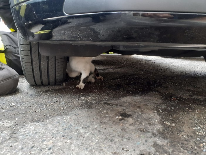 I Vigili del Fuoco di Nizza salvano un gattino incastrato nel vano motore di un'auto