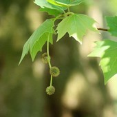 Platano, nell'antica Grecia detto l'albero dei filosofi