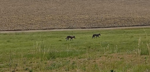 Alcuni lupi avvistati nelle campagne di Moncalvo