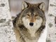 La Regione va incontro agli allevatori piemontesi, pubblicato bando per i sistemi di protezione dai lupi