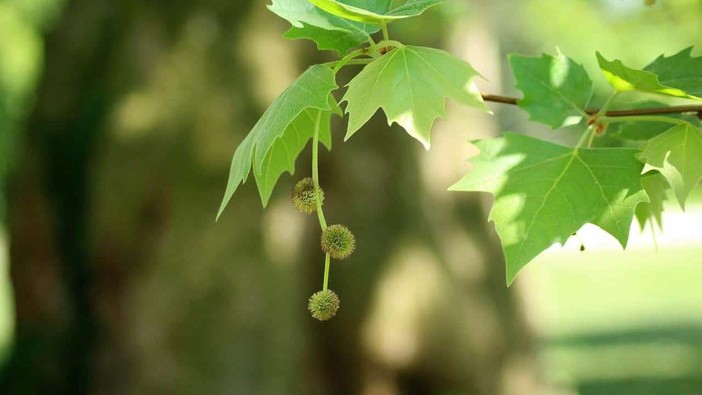 Platano, nell'antica Grecia detto l'albero dei filosofi