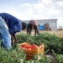 Inclusione di migranti e protezione del lavoro in agricoltura: la Prefettura di Asti coordina un nuovo tavolo