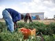 Inclusione di migranti e protezione del lavoro in agricoltura: la Prefettura di Asti coordina un nuovo tavolo