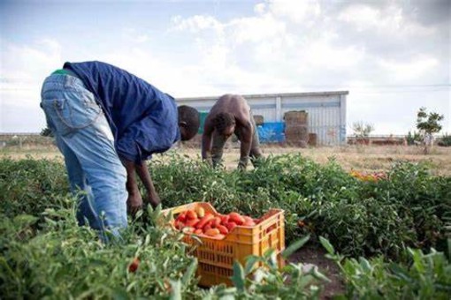 Inclusione di migranti e protezione del lavoro in agricoltura: la Prefettura di Asti coordina un nuovo tavolo