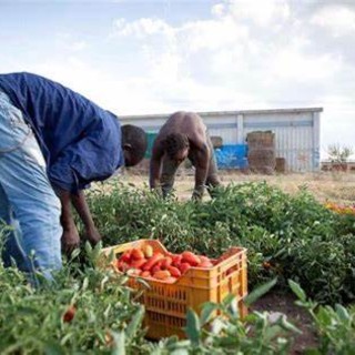 Inclusione di migranti e protezione del lavoro in agricoltura: la Prefettura di Asti coordina un nuovo tavolo