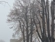 I lavori di potatura degli alberi ieri in corso Pietro Chiesa