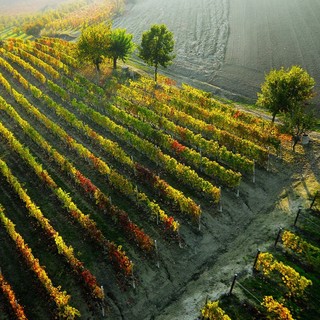 Grande attesa per il Barbera D'Asti Wine Festival, ad Asti dal 6 al 15 settembre