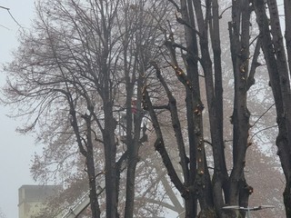 I lavori di potatura degli alberi ieri in corso Pietro Chiesa