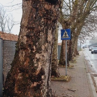 I platani di corso Savona che verranno abbattuto (Foto J.DeM.A.)