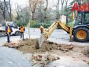 Piantumazione nuovi alberi in via rosselli (archivio 2020 MerfePhoto)