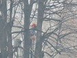 I lavori di potatura degli alberi ieri in corso Pietro Chiesa