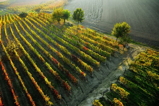 Grande attesa per il Barbera D'Asti Wine Festival, ad Asti dal 6 al 15 settembre