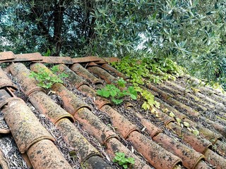 Il particolare del tetto con ulivo di Enza Squillacioti