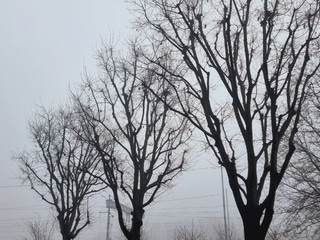 I lavori di potatura degli alberi ieri in corso Pietro Chiesa