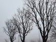 I lavori di potatura degli alberi ieri in corso Pietro Chiesa