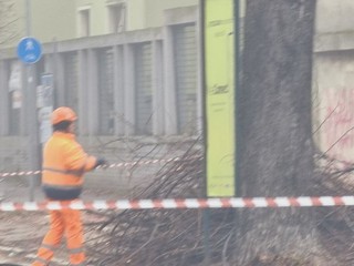 I lavori di potatura degli alberi ieri in corso Pietro Chiesa