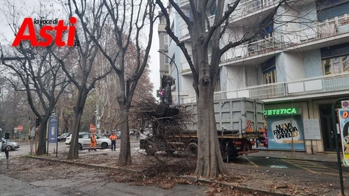 Da domani chiusura di corso Cavallotti ad Asti per lavori di potatura degli alberi