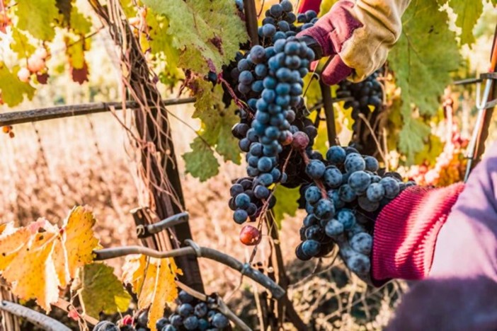 L'allarme di Coldiretti Piemonte: &quot;Mancano 100 mila lavoratori nei campi&quot;