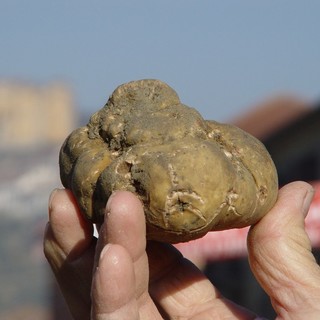 I mille volti della Fiera Regionale del Tartufo di Canelli