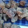 Montiglio Monferrato: il paese astigiano apre la stagione del tartufo con una fiera da record