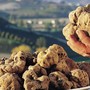 Dal 1° ottobre la “cerca” del tartufo