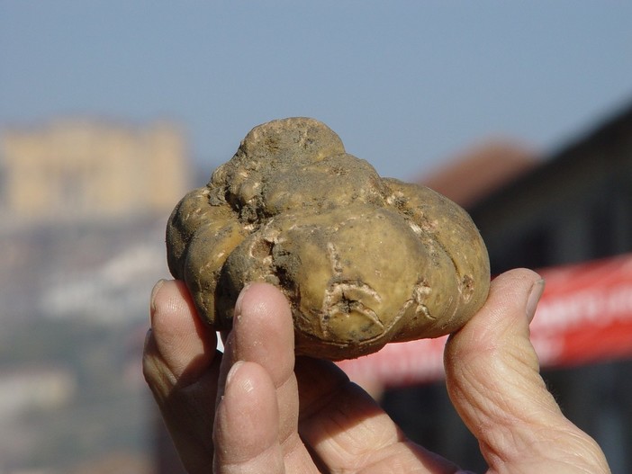 I mille volti della Fiera Regionale del Tartufo di Canelli