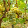 Coldiretti Piemonte: &quot;Moscato Docg: no allargamento dei confini”