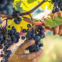 Vendemmia 2024: per Coldiretti un’ottima annata preannunciata e confermata