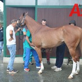Palio di Asti: reso noto il calendario delle visite veterinarie per i cavalli partecipanti all'edizione 2024