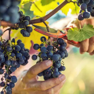 Vendemmia 2024: per Coldiretti un’ottima annata preannunciata e confermata